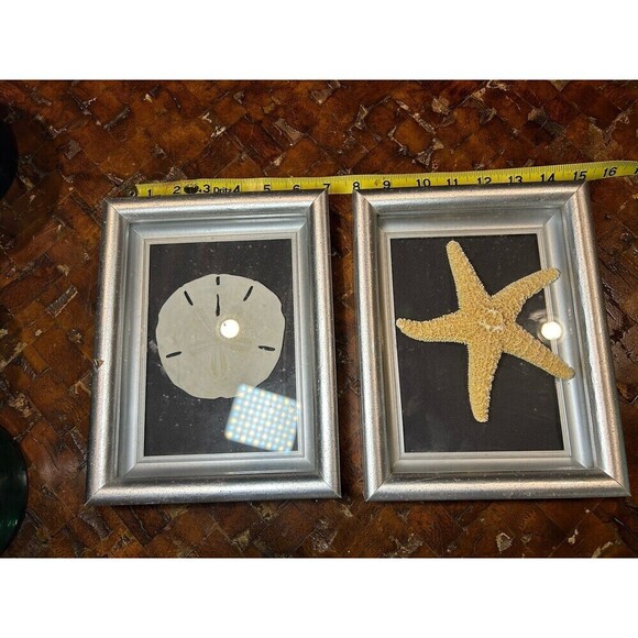Framed Natural Starfish & Sand Dollar Set 15” X 9” Nautical Beach House Decor - Picture 1 of 6